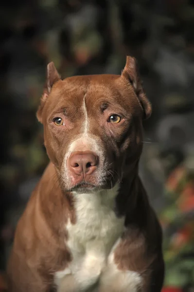 Pit Bull marrón — Foto de Stock