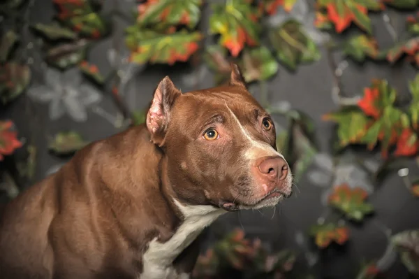 Hnědá pit bull — Stock fotografie