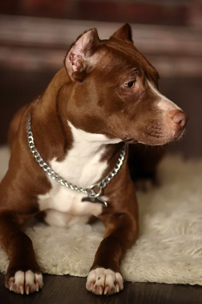 Pitbull Terrier — Stockfoto