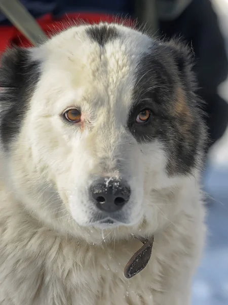 Alabai köpek yavrusu — Stok fotoğraf