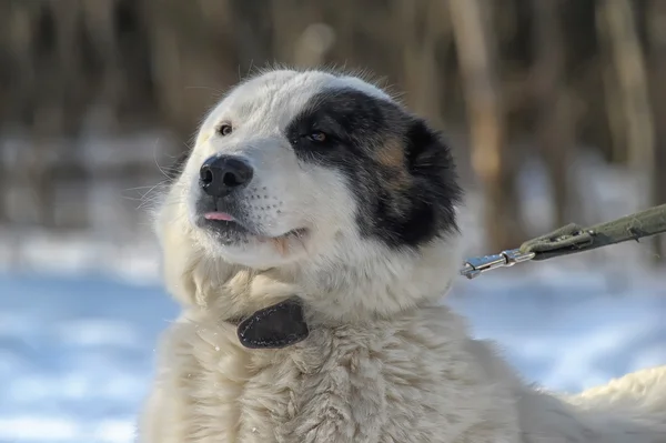 Cucciolo di Alabai — Foto Stock