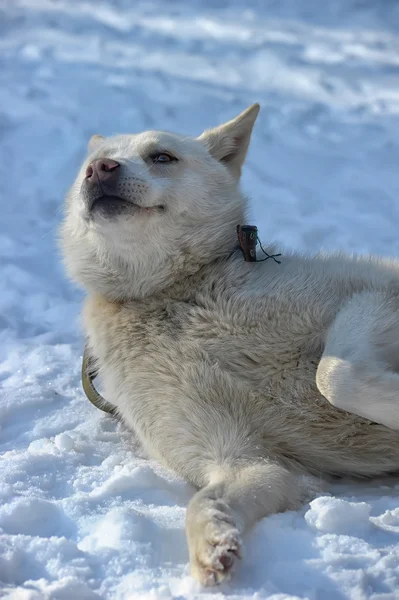 White bear hond in de sneeuw — Stockfoto
