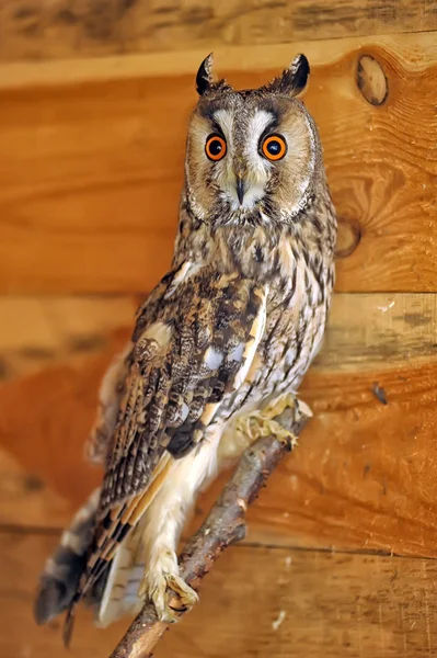 Rock Eagle Owl — Stock Photo, Image