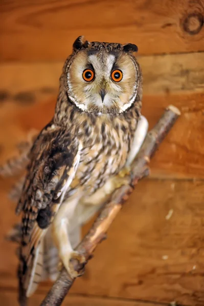 Portret van de uil — Stockfoto