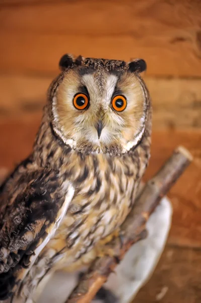 Rock Eagle Owl — Stock Photo, Image