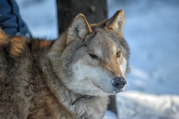 Grauer Wolf auf dem Hintergrund des Winterwaldes — Stockfoto