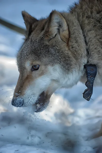 Loup gris sur le fond de la forêt d'hiver — Photo