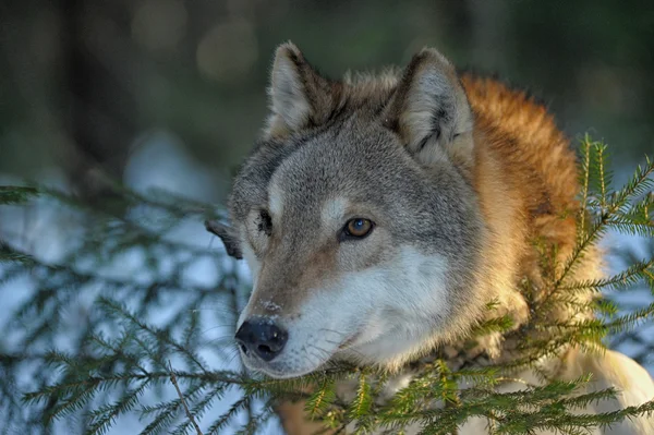 Loup gris sur le fond de la forêt d'hiver — Photo