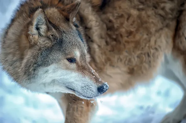 Loup gris sur le fond de la forêt d'hiver — Photo