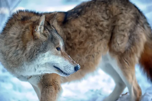 Grauer Wolf auf dem Hintergrund des Winterwaldes — Stockfoto