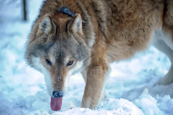 Серый волк на фоне зимнего леса — стоковое фото