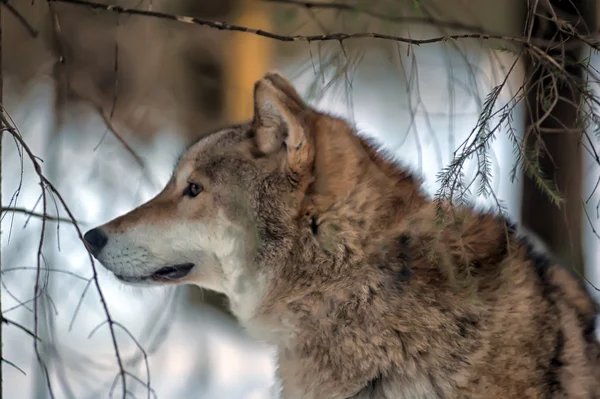 Loup gris sur le fond de la forêt d'hiver — Photo