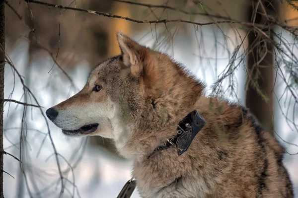Серый волк на фоне зимнего леса — стоковое фото