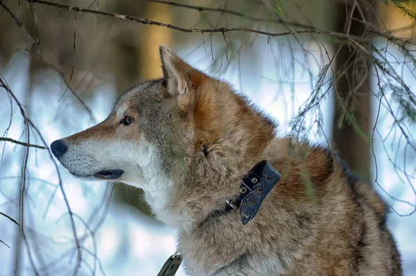 Gray wolf on the background of the winter forest — Stock Photo, Image