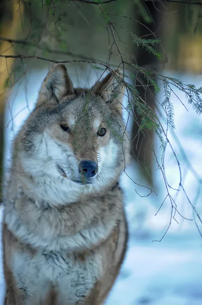 Lobo cinzento no fundo da floresta de inverno — Fotografia de Stock