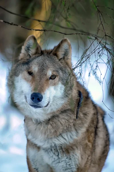 Grauer Wolf auf dem Hintergrund des Winterwaldes — Stockfoto