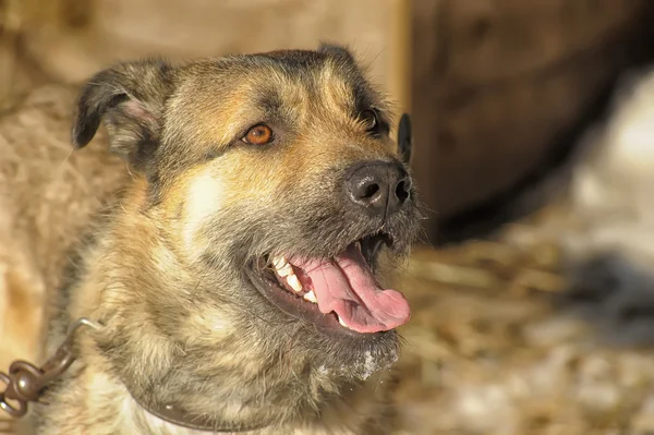 Mongrel hund vänliga — Stockfoto