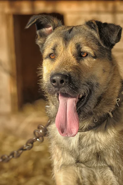 雑種犬にやさしい — ストック写真