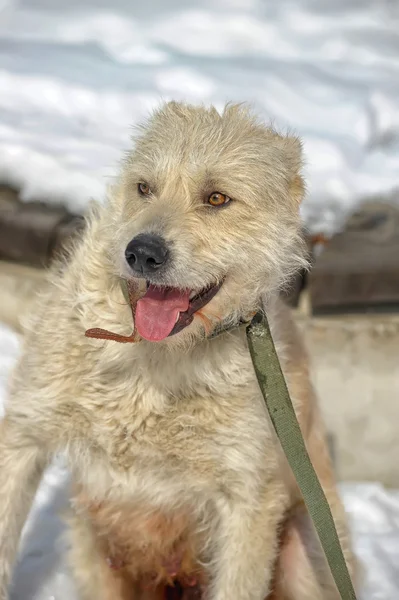 White half-breed terrier dog — Stock Photo, Image