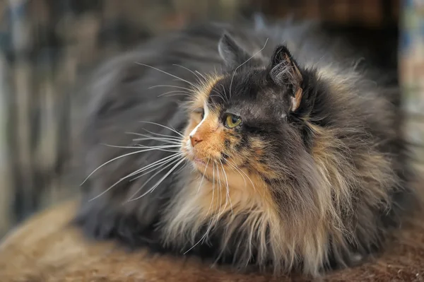 Пухнасті кішка — стокове фото