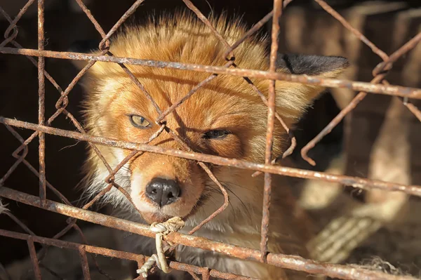 Red fox in a cage — Stock Photo, Image