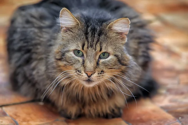 Flauschige Katze — Stockfoto