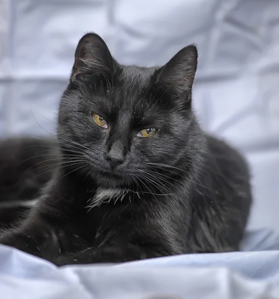 Gato negro sobre un fondo gris — Foto de Stock