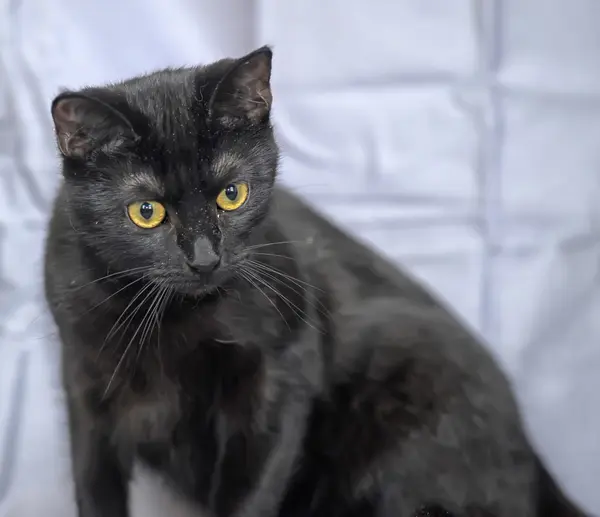 Gato negro sobre un fondo gris — Foto de Stock