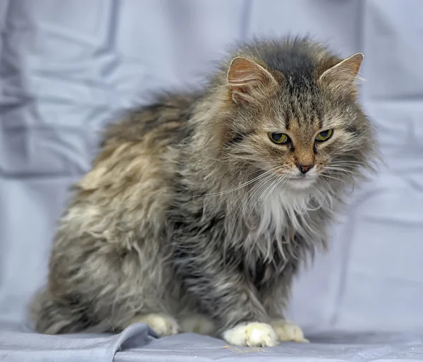 Пухнасті Сибірський кіт — стокове фото