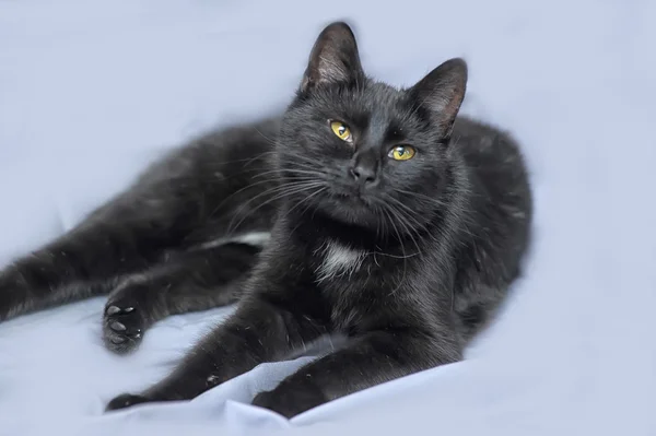 Černá kočka na šedém pozadí — Stock fotografie