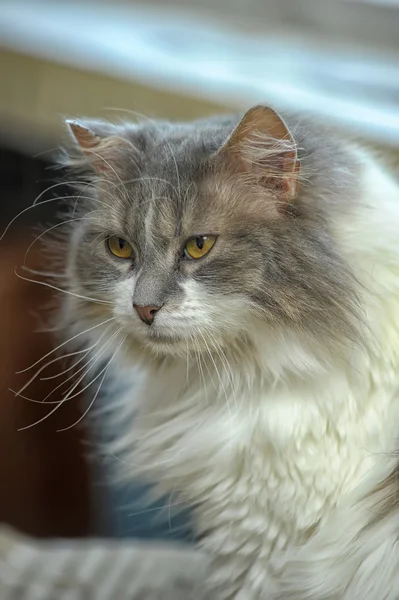 Kot syberyjski puszyste — Zdjęcie stockowe
