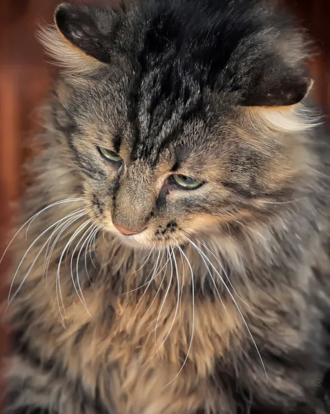 Pluizig Siberische Kat — Stockfoto