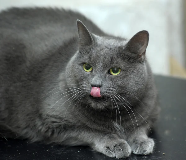 Russian blue cat — Stock Photo, Image