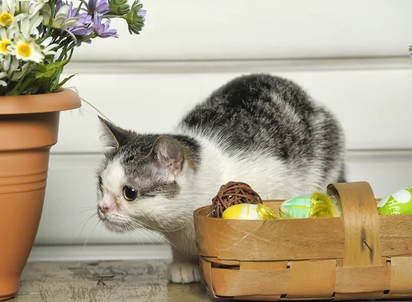 Easter cat — Stock Photo, Image