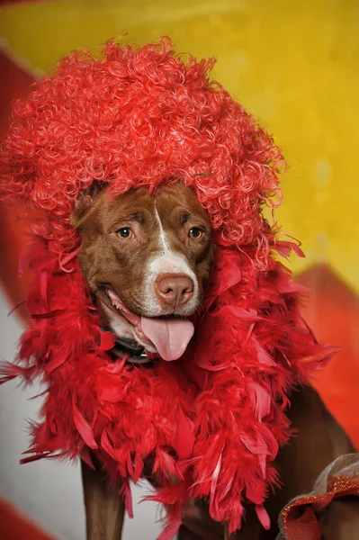 Cão de circo — Fotografia de Stock