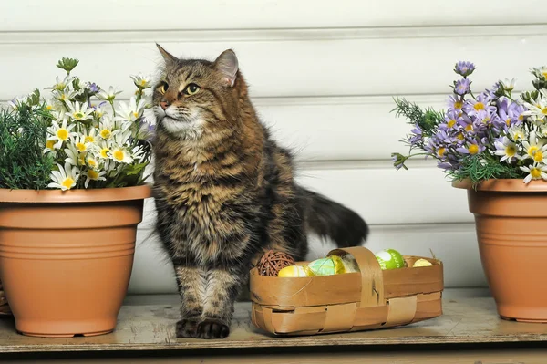 Easter cat — Stock Photo, Image