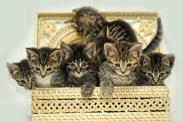 Vele kittens in een mand — Stockfoto