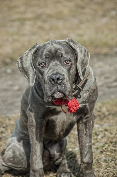 Cane corso — Stockfoto