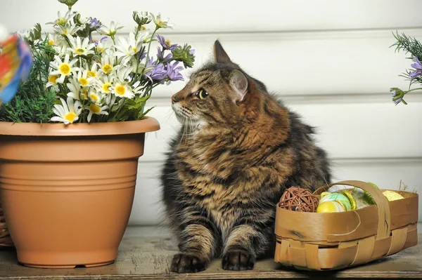 Kot i Wielkanoc jaja — Zdjęcie stockowe