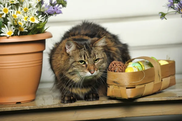 Kočka a velikonoční vajíčka — Stock fotografie