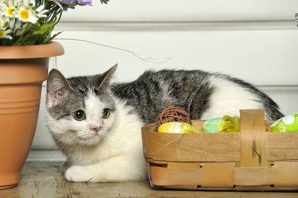 Gato y huevos de Pascua — Foto de Stock