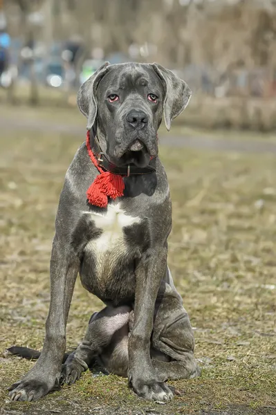 Cane Corso — Fotografie, imagine de stoc