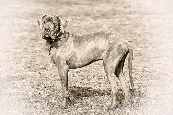 Cane corso — Zdjęcie stockowe