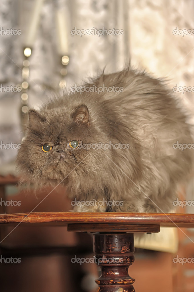 Gatto Persiano Grigio Foto Stock Evdoha 24201275