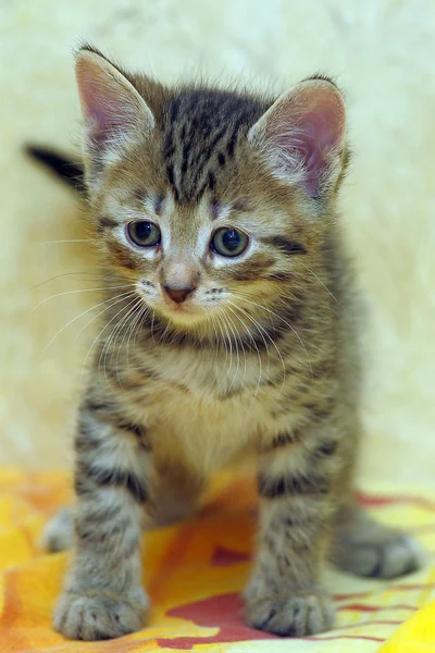 Gatinho listrado — Fotografia de Stock