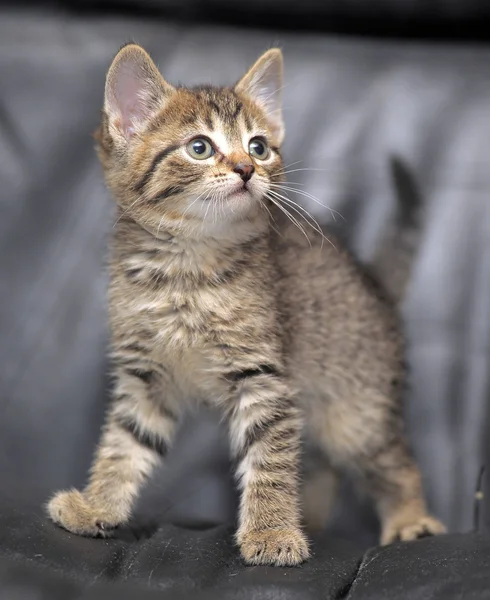 Gatinho listrado — Fotografia de Stock