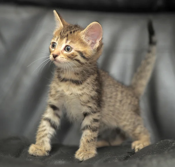 Gestreepte kitten — Stockfoto