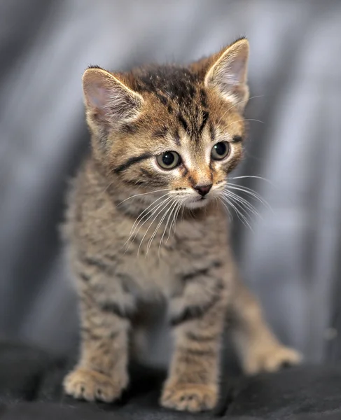 Striped kitten — Stock Photo, Image