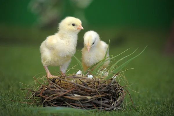 Dvě kuřecí a hnízdo — Stock fotografie