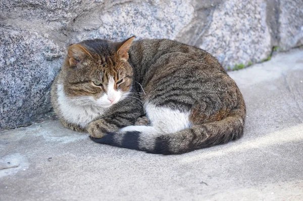 Бездомный кот лежит на тротуаре на улице — стоковое фото